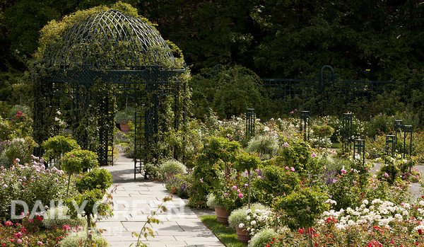 🌹 로이즈 장미 정원(로이즈 로즈 가든) 이미지 1